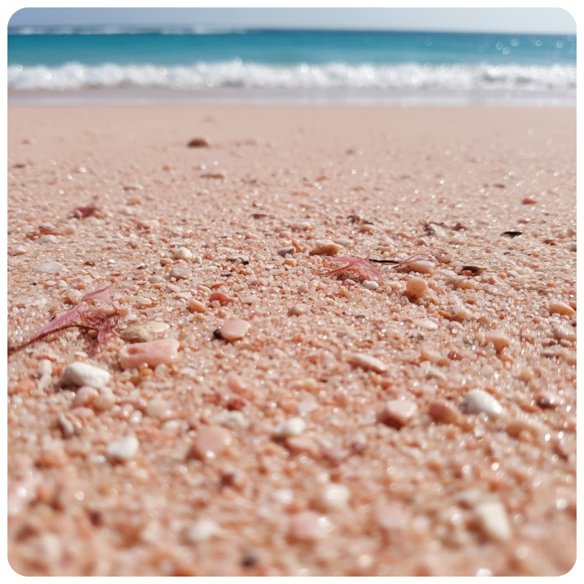 Bermuda Beach Fragrance Oil